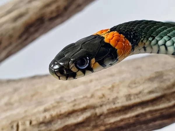 Cobra Não Venenosa Num Fundo Branco Tiro Macro Uma Cobra — Fotografia de Stock