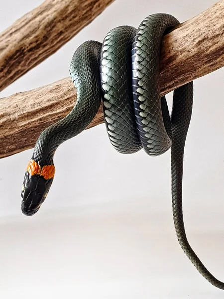 Serpiente Venenosa Sobre Fondo Blanco Una Macro Toma Una Serpiente —  Fotos de Stock