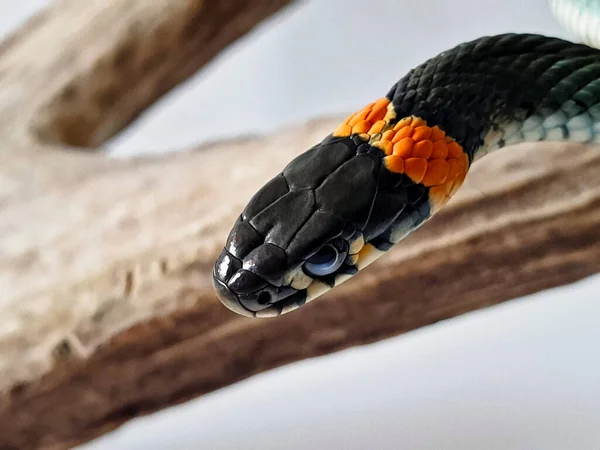 Cobra Não Venenosa Num Fundo Branco Tiro Macro Uma Cobra — Fotografia de Stock