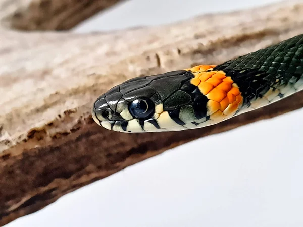 Cobra Não Venenosa Num Fundo Branco Tiro Macro Uma Cobra — Fotografia de Stock