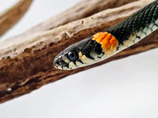 Cobra Não Venenosa Num Fundo Branco Tiro Macro Uma Cobra — Fotografia de Stock