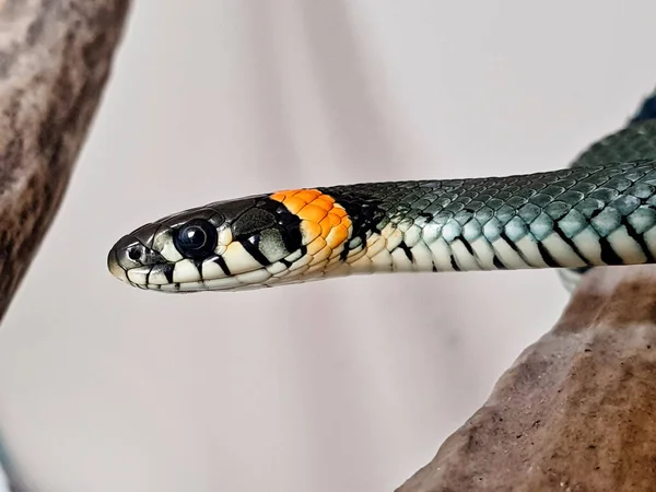 Nejedovatý Had Bílém Pozadí Makro Záběr Hada — Stock fotografie
