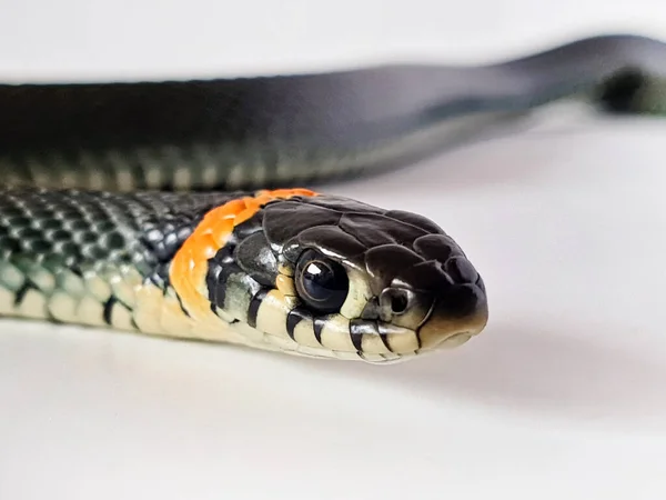 Cobra Não Venenosa Num Fundo Branco Tiro Macro Uma Cobra — Fotografia de Stock