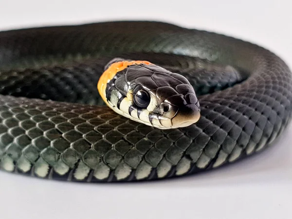 Non-venomous snake on a white background. A macro shot of a snake.