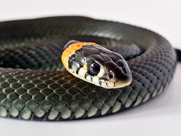 Serpente Non Velenoso Sfondo Bianco Uno Scatto Macro Serpente — Foto Stock