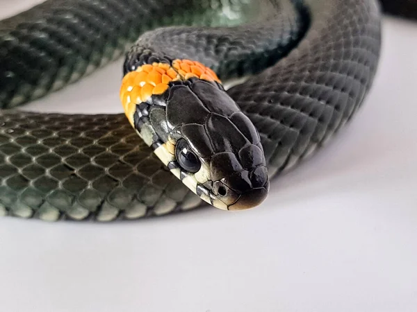 Serpent Non Venimeux Sur Fond Blanc Plan Macro Serpent — Photo