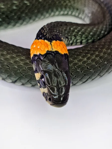 Non Venomous Snake White Background Macro Shot Snake — Stock Photo, Image