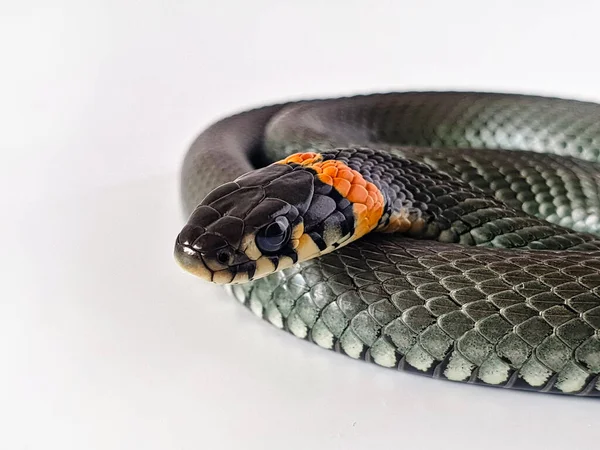 Serpente Non Velenoso Sfondo Bianco Uno Scatto Macro Serpente — Foto Stock