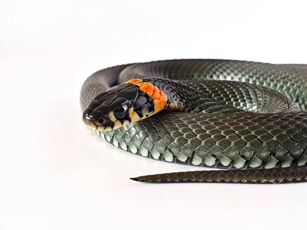 Serpiente Venenosa Sobre Fondo Blanco Una Macro Toma Una Serpiente — Foto de Stock