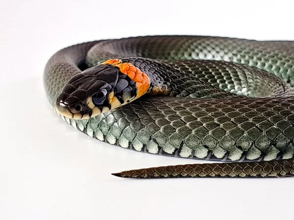 Δηλητηριώδες Φίδι Λευκό Φόντο Μια Μακρο Φωτογραφία Φιδιού — Φωτογραφία Αρχείου