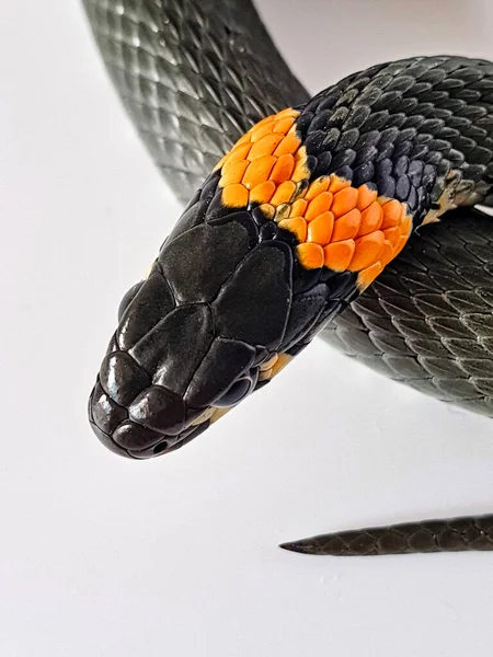 Nejedovatý Had Bílém Pozadí Makro Záběr Hada — Stock fotografie