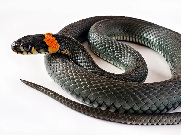 Serpiente Venenosa Sobre Fondo Blanco Una Macro Toma Una Serpiente — Foto de Stock