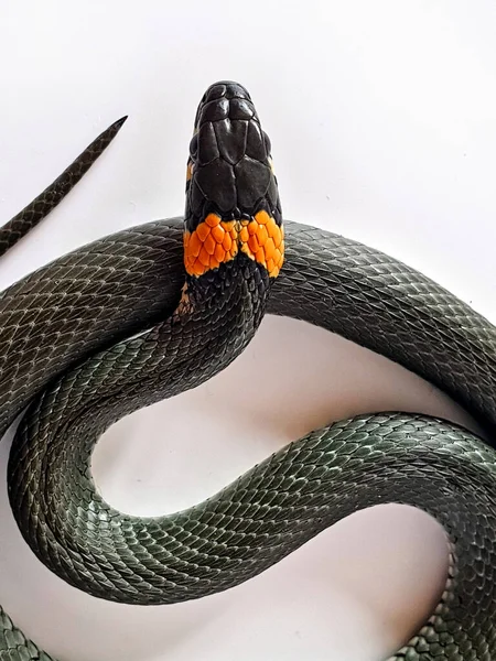 Non-venomous snake on a white background. A macro shot of a snake.