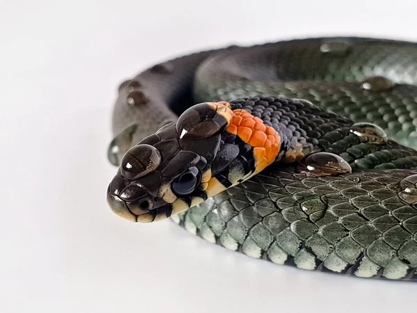 Non Venomous Snake White Background Macro Shot Snake — Stock Photo, Image