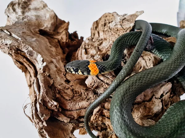 Ungiftige Schlange Auf Weißem Hintergrund Makroaufnahme Einer Schlange — Stockfoto