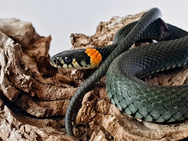 Cobra Não Venenosa Num Fundo Branco Tiro Macro Uma Cobra — Fotografia de Stock