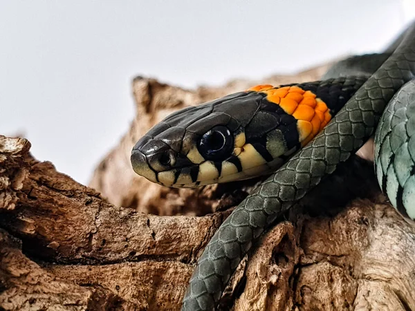 Serpiente Venenosa Sobre Fondo Blanco Una Macro Toma Una Serpiente — Foto de Stock