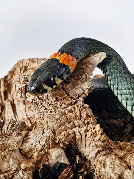 Неядовитая Змея Белом Фоне Макро Снимок Змеи — стоковое фото