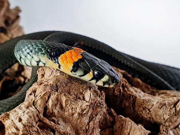 Cobra Não Venenosa Num Fundo Branco Tiro Macro Uma Cobra — Fotografia de Stock