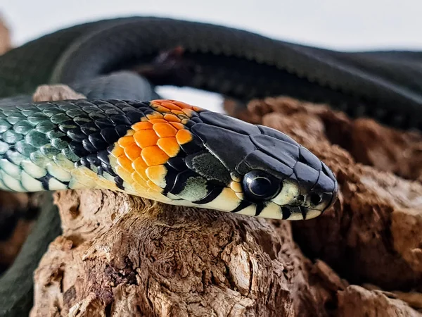 Icke Giftig Orm Vit Bakgrund Ett Makro Skott Orm — Stockfoto