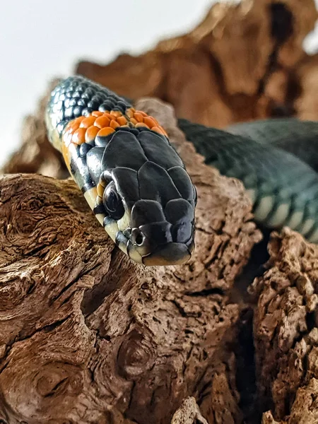 Non Venomous Snake White Background Macro Shot Snake — Stock Photo, Image