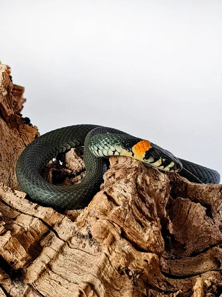 Cobra Não Venenosa Num Fundo Branco Tiro Macro Uma Cobra — Fotografia de Stock