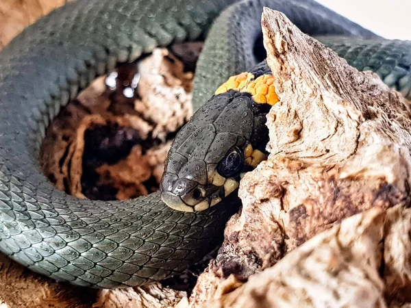 Cobra Não Venenosa Num Fundo Branco Tiro Macro Uma Cobra — Fotografia de Stock