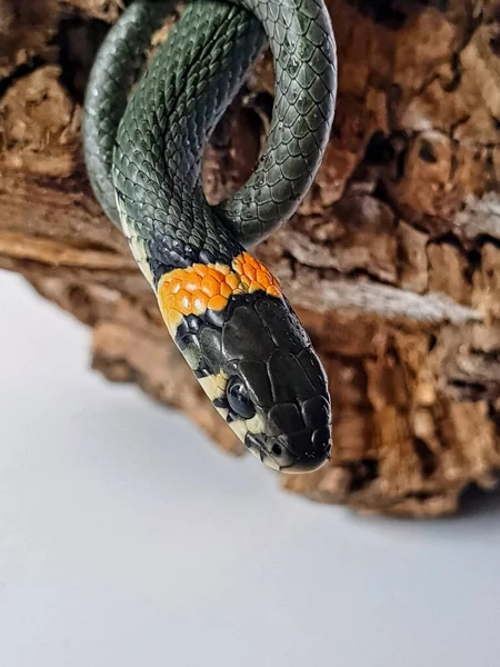 Non-venomous snake on a white background. A macro shot of a snake.