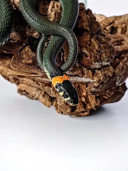 Non-venomous snake on a white background. A macro shot of a snake.