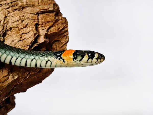 Niejadowity Wąż Białym Tle Makro Ujęcie Węża — Zdjęcie stockowe