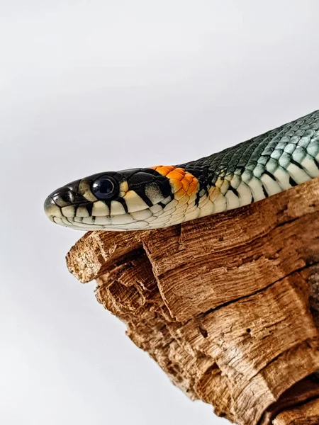 Cobra Não Venenosa Num Fundo Branco Tiro Macro Uma Cobra — Fotografia de Stock