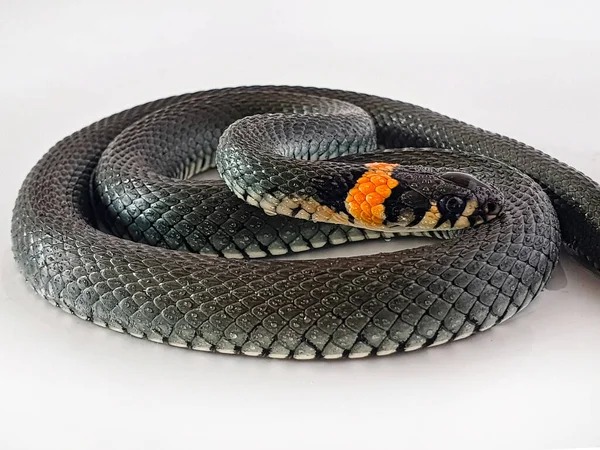 Nem Mérgező Kígyó Fehér Háttérrel Makró Felvétel Egy Kígyóról — Stock Fotó