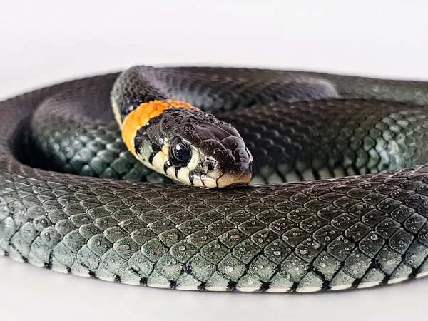 Cobra Não Venenosa Num Fundo Branco Tiro Macro Uma Cobra — Fotografia de Stock