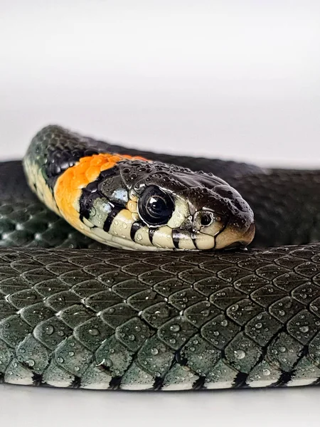 Cobra Não Venenosa Num Fundo Branco Tiro Macro Uma Cobra — Fotografia de Stock