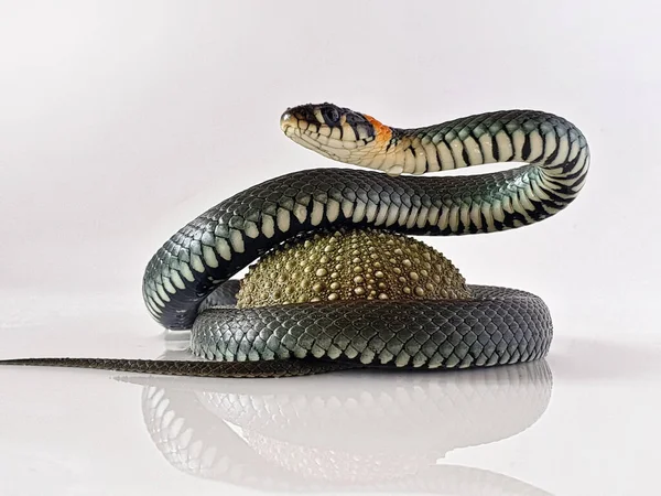 Serpiente Venenosa Sobre Fondo Blanco Una Macro Toma Una Serpiente —  Fotos de Stock