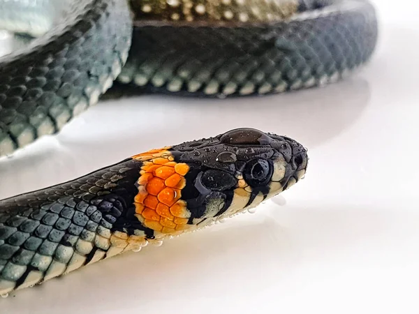 Niejadowity Wąż Białym Tle Makro Ujęcie Węża — Zdjęcie stockowe