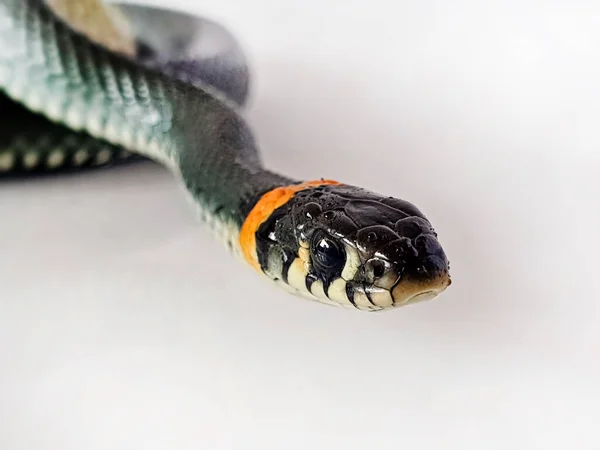 白い背景に毒のないヘビ 蛇のマクロショット — ストック写真
