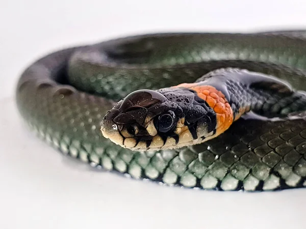 Icke Giftig Orm Vit Bakgrund Ett Makro Skott Orm — Stockfoto