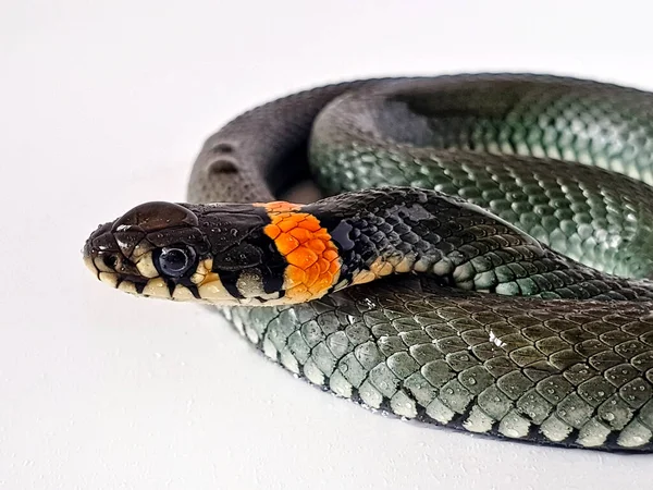 Ungiftige Schlange Auf Weißem Hintergrund Makroaufnahme Einer Schlange — Stockfoto