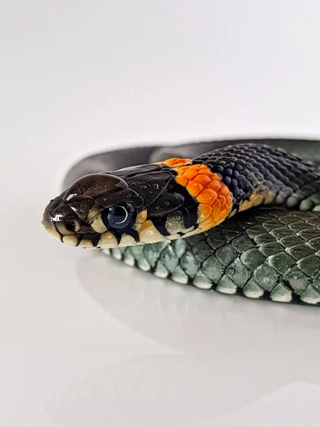 Serpiente Venenosa Sobre Fondo Blanco Una Macro Toma Una Serpiente — Foto de Stock