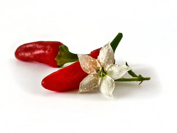 Małe Gorące Czerwone Papryki Chili Białym Tle — Zdjęcie stockowe