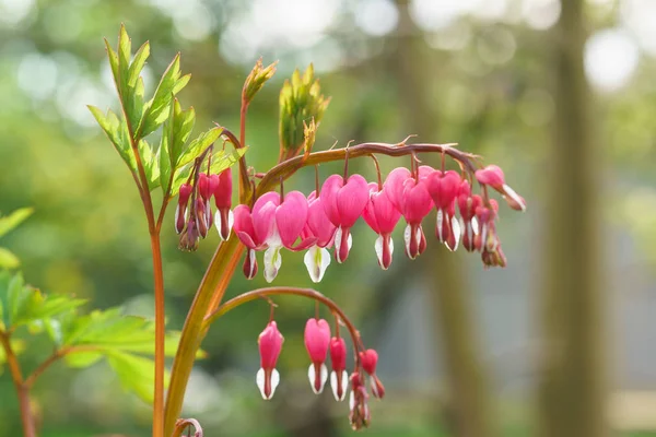 A delicate sprig flower gorgeous Bleeding, or a Broken heart, or the Heart in half (lat. Dicentra spectabilis) in the sun