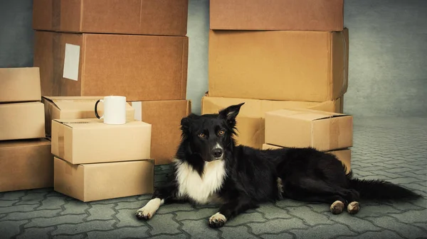 Home moving concept as border collie dog wait near the packed cardboard boxes ready to move to another house isolated over grey wall background.