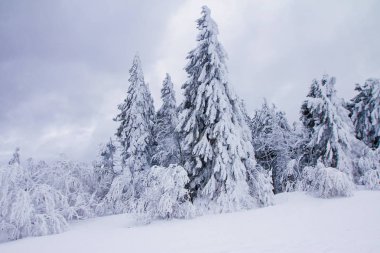 Harika kış sahne çam ağaçları gibi dağlarda kar ile kaplı. Noel tatil arka plan.