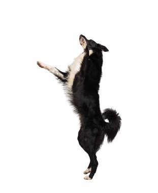 Tam uzunlukta hareket dikey kenar kömür ocağı safkan köpek havada iki atlama beyaz arka plan üzerinde izole çalmaya ve sahip eğlenceli paws.