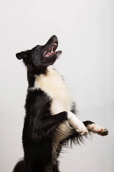 忠実なフレンドリーなボーダーコリー犬プレイと灰色の壁背景に分離された口の中に何かをキャッチしようとすると 空気中のジャンプ — ストック写真