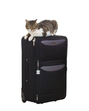 bir bavul üzerinde kedi