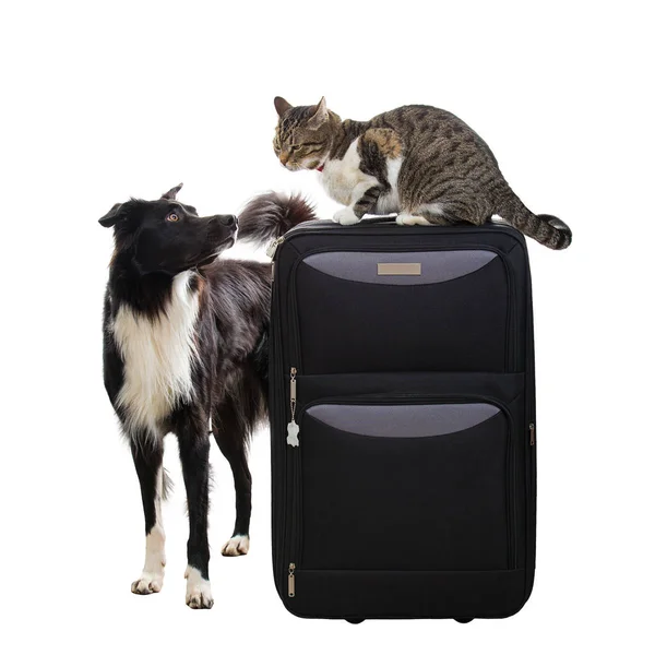 Katze und Hund planen Urlaub — Stockfoto