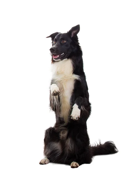 よく訓練されたかわいいボーダーコリー犬 — ストック写真