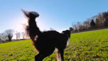 çalışan sınır collie köpek